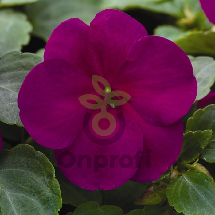 (п.ф.) Бальзамин Баланс Виолет, 100 шт (№2-4)