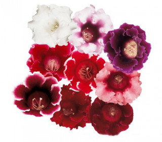 (п.ф.) Глоксиния Аванти Микс F1,