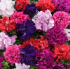 (п.ф.) Петуния Дабл Каскад Микс,