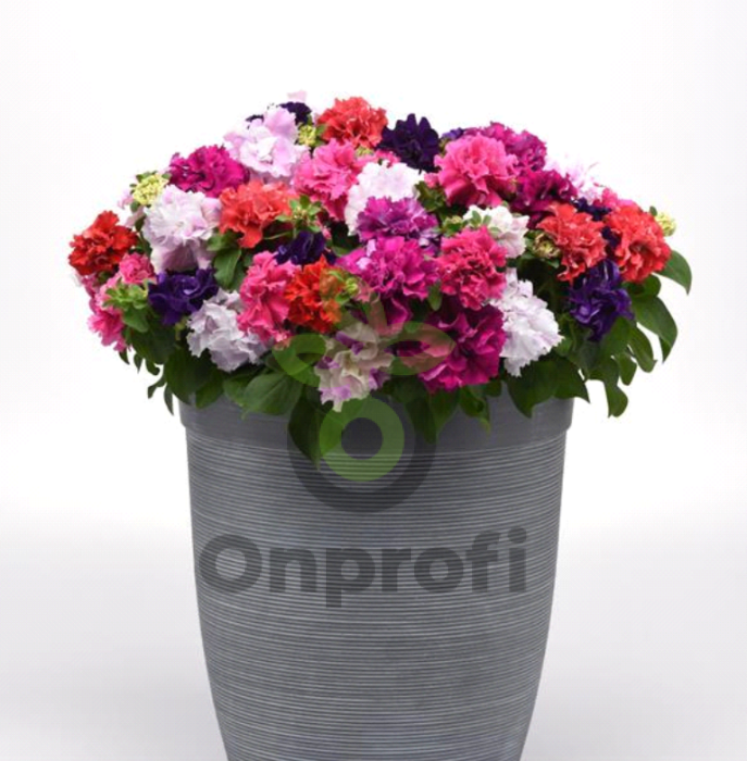 (п.ф.) Петуния Дабл Каскад Микс,