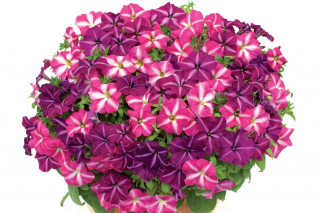 (п.ф.) Петуния Джоконда Стар Микс,