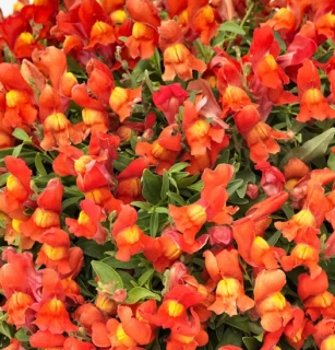 (п.ф.) Львиный зев Кэнди Шауерс Оранж, 100 шт (№6-135)