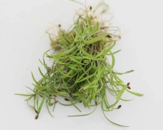 Микрозелень Укроп Кутузовский, 20гр