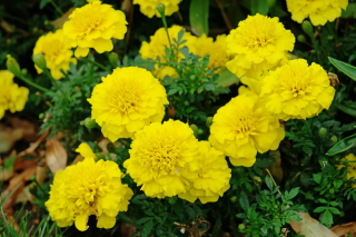 (п.ф.) Бархатцы Бонанза Еллоу,