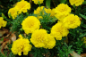 (п.ф.) Бархатцы Бонанза Еллоу,