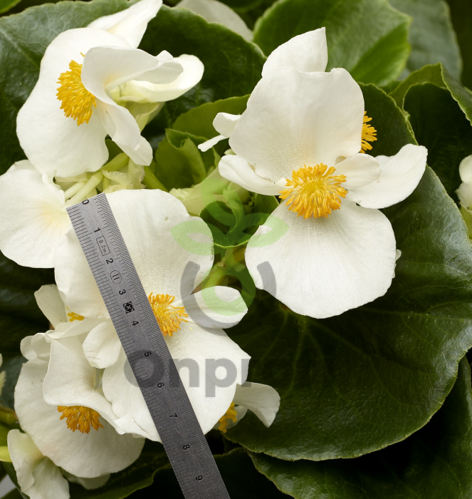 (п.ф.) Бегония Топхэт Вайт, 100 шт (№6-224)