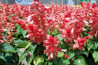 (п.ф.) Сальвия Виста Ред Вайт,