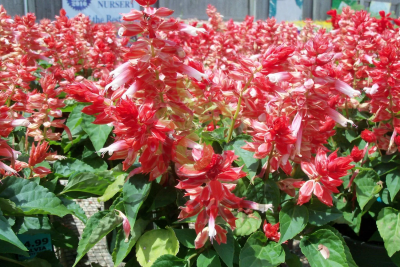 (п.ф.) Сальвия Виста Ред Вайт,