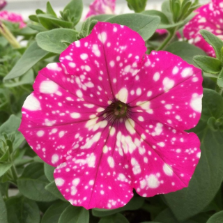 (п.ф.) Петуния Дот Стар Дип Пинк,