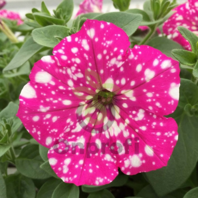 (п.ф.) Петуния Дот Стар Дип Пинк,