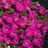 (п.ф.) Петуния Дот Стар Дип Пинк,