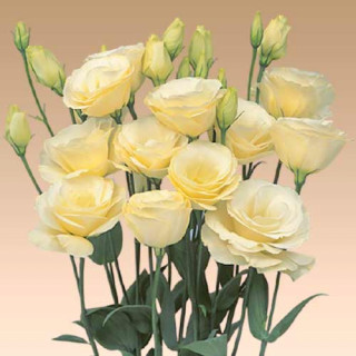 (п.ф.) Эустома Мариачи II Еллоу F1, 1000 драже (№12-59)