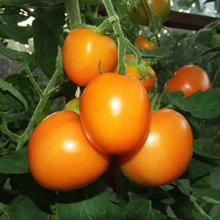 Томат Дара F1,