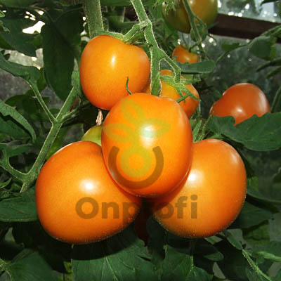 Томат Дара F1,