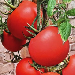 Томат Подарочный,