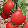 Томат Подарочный,