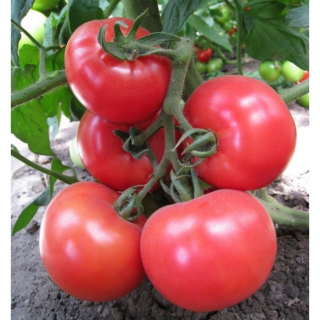 Томат Эсмира F1,