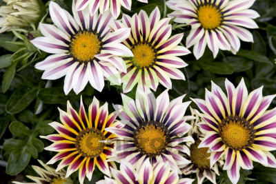 (п.ф.) Гацания Фрости Кисс Микс F1,