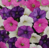 (п.ф.) Петуния Шок Вейв F1 Микс Спарк,