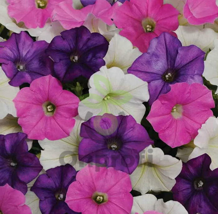 (п.ф.) Петуния Шок Вейв F1 Микс Спарк,