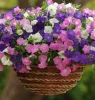 (п.ф.) Петуния Шок Вейв F1 Микс Спарк,