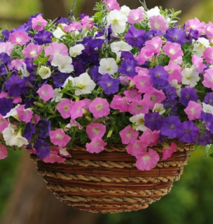 (п.ф.) Петуния Шок Вейв F1 Микс Спарк,