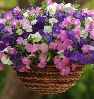 (п.ф.) Петуния Шок Вейв F1 Микс Спарк,