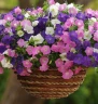 (п.ф.) Петуния Шок Вейв F1 Микс Спарк,
