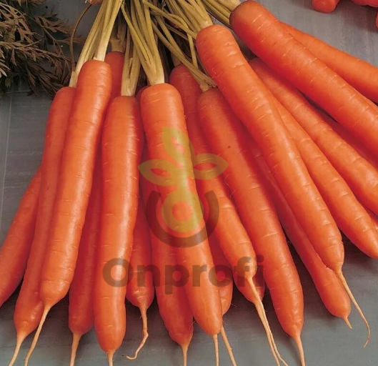 Морковь Амстердамска, 0,5гр (фасовка)