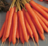 Морковь Амстердамска, 0,5гр (фасовка)