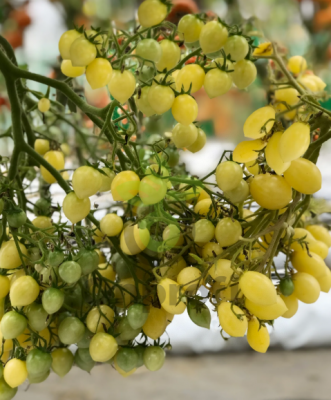 Томат Звездочет, 0,5гр (фасовка)