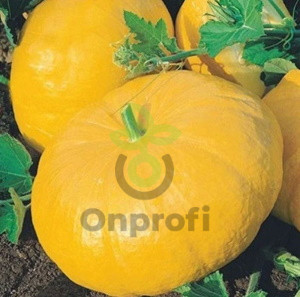 Тыква крупноплодная Парижская Золотая, 5гр (фасовка)