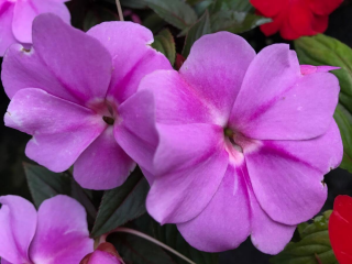 (п.ф.) Бальзамин Дивайн Лавандер, 100 шт