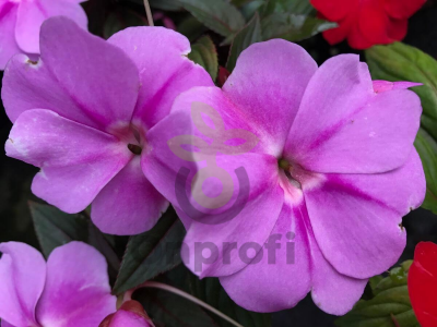 (п.ф.) Бальзамин Дивайн Лавандер, 100 шт