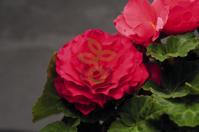 (п.ф.) Бегония Нонстоп Дип Роуз,