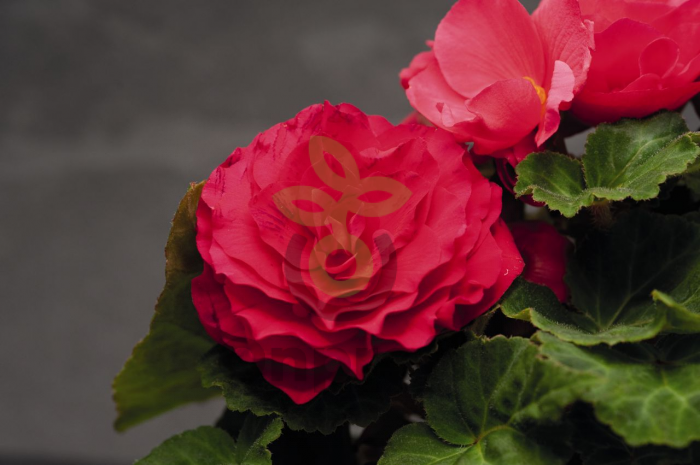 (п.ф.) Бегония Нонстоп Дип Роуз,