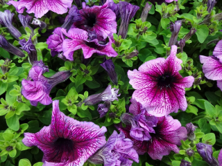 (п.ф.) Петуния Дэдди Шугар F1,