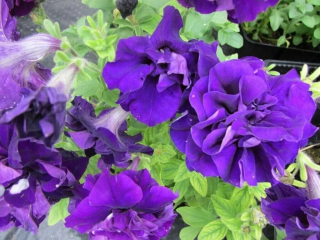 (п.ф.) Петуния Дуо Блю, 100 драже (№9-2-5)