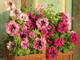 (п.ф.) Петуния Превосходнейшая (смесь), 100 шт (№9-2-19)  Поиск