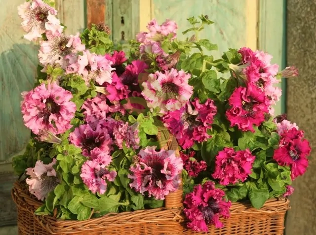 (п.ф.) Петуния Превосходнейшая (смесь), 100 шт (№9-2-19)  Поиск