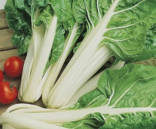 (м.ф.) Мангольд Невеста 1г Аэлита