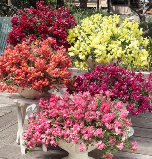 (п.ф.) Львиный зев Кэнди Шауерс Пинк, 100 шт (№6-138)