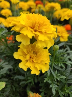 (п.ф.) Бархатцы Хот Пак Еллоу, 1000 шт (№3-44)