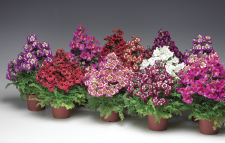 (п.ф.) Схизантус Атлантис Микс F1,