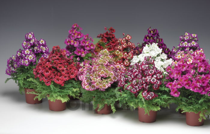 (п.ф.) Схизантус Атлантис Микс F1,