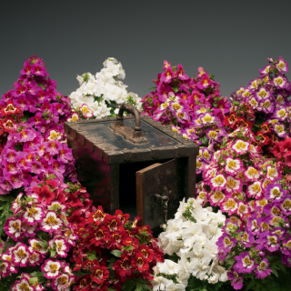 (п.ф.) Схизантус Атлантис Микс F1,