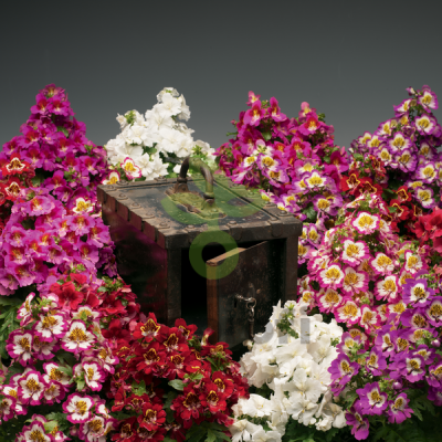 (п.ф.) Схизантус Атлантис Микс F1,