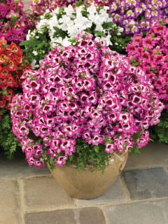 (п.ф.) Схизантус Атлантис Микс F1,