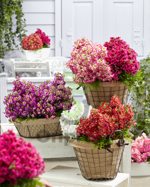 (п.ф.) Схизантус Атлантис Микс F1,