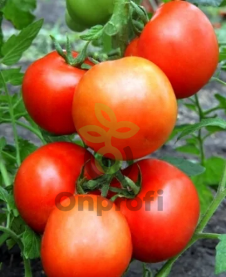 Томат Рассвет F1,